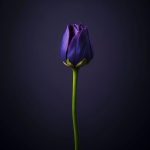 ai generated, tulip, flower-8498710.jpg