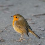bird, robin, feathers-8503626.jpg