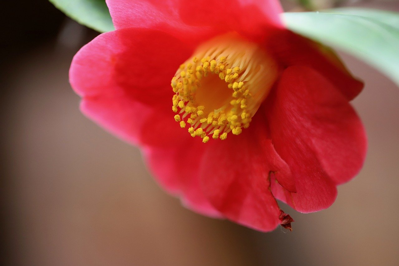 camellia, camellia blossom, petals-8503733.jpg
