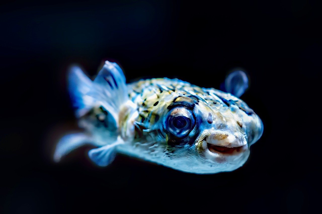 pufferfish, animal, exotic-8464398.jpg