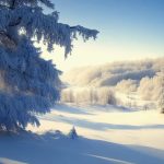 winter, snow, winter forest-8498828.jpg
